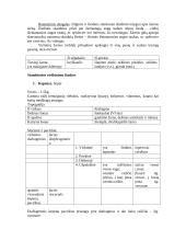 Virškinimo aparatas 11 puslapis