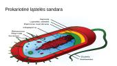 Prokariotinės ląstelės sandara skaidrės 5 puslapis