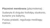 Prokariotinės ląstelės sandara skaidrės 9 puslapis