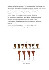 Arklių kilmė, reikšmė ir panaudojimas Lietuvoje 15 puslapis