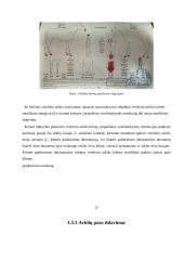 Arklių kilmė, reikšmė ir panaudojimas Lietuvoje 17 puslapis