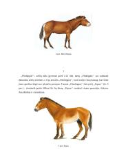 Arklių kilmė, reikšmė ir panaudojimas Lietuvoje 7 puslapis