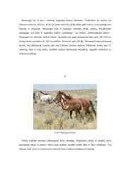 Arklių kilmė, reikšmė ir panaudojimas Lietuvoje 8 puslapis