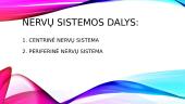 Nervų sistemos anatomijos, fiziologijos, patologijos pagrindai 4 puslapis
