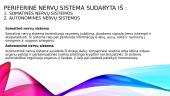Nervų sistemos anatomijos, fiziologijos, patologijos pagrindai 7 puslapis
