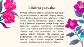 Prezentacija apie sapnų reikšmes 5 puslapis