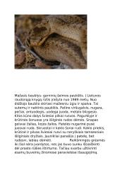 Lietuvos nykstančios gyvūnų rūšys 4 puslapis