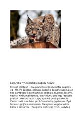 Lietuvos nykstančios gyvūnų rūšys 6 puslapis