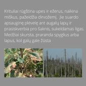 Rūgštieji krituliai (pristatymas) 5 puslapis