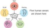 Human senses