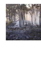 Miško gaisrai 3 puslapis