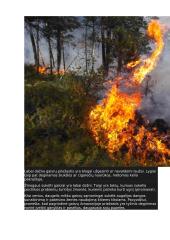 Miško gaisrai 4 puslapis