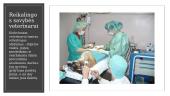 Skaidrės apie veterinariją 4 puslapis