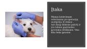 Skaidrės apie veterinariją 6 puslapis
