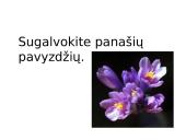 Tarinys ir jo rūšys 20 puslapis