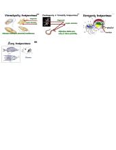 Įvairių organizmų dujų apykaita 3 puslapis