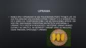 Mango (lenkų kalba skaidrės) 5 puslapis