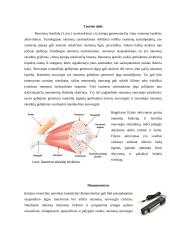 Raumenų nuovargis susietas su suspaudimo jėga 2 puslapis