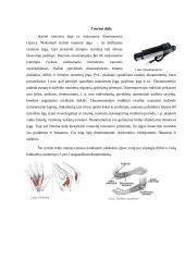 Suspaudimo jėgų palyginimas 2 puslapis