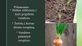 Svogūno dauginimasis 4 puslapis