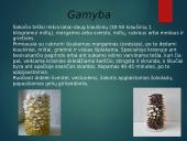 Šakočių gamyba 7 puslapis