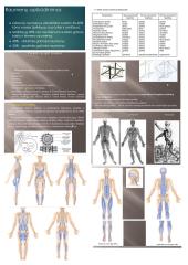 Viršutinės kūno dalies raumenynas 5 puslapis