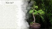 Bonsai pristatymas 2 puslapis