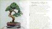 Bonsai pristatymas 3 puslapis