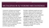 Mutacija ir mutagenai (skaidrės) 4 puslapis