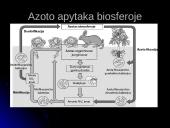 Azoto apytaka biosferoje (skaidrės) 13 puslapis