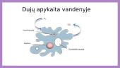 Organizmų prisitaikymas vykdyti dujų apykaitą (skaidrės) 8 puslapis
