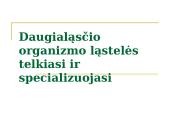 Daugialąsčio organizmo ląstelės