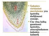 Daugialąsčio organizmo ląstelės 11 puslapis