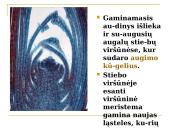 Daugialąsčio organizmo ląstelės 13 puslapis