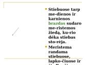 Daugialąsčio organizmo ląstelės 15 puslapis