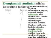 Daugialąsčio organizmo ląstelės 17 puslapis