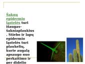 Daugialąsčio organizmo ląstelės 18 puslapis