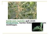 Daugialąsčio organizmo ląstelės 19 puslapis