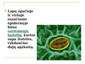 Daugialąsčio organizmo ląstelės 20 puslapis