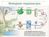 Daugialąsčio organizmo ląstelės 3 puslapis