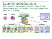 Daugialąsčio organizmo ląstelės 4 puslapis