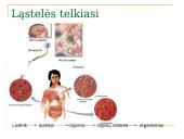 Daugialąsčio organizmo ląstelės 5 puslapis
