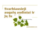 Daugialąsčio organizmo ląstelės 7 puslapis