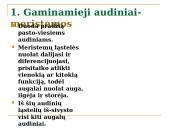 Daugialąsčio organizmo ląstelės 9 puslapis