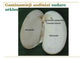 Daugialąsčio organizmo ląstelės 10 puslapis