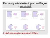 Virškinimas susijęs su fermentų veikla 5 puslapis