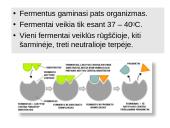 Virškinimas susijęs su fermentų veikla 6 puslapis