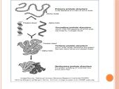 Baltymai (skaidrės) 5 puslapis