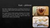 Naminė katė – sėlinanti medžiotoja