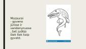 Skaidrės apie dinozaurus 8 puslapis